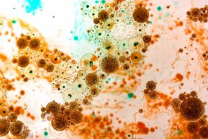 Bacteria. 